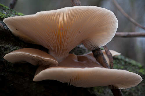 Pleurotus sp. (oyster mushroom)