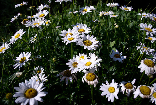 How about a nice stand of daisies for your cliché Saturday?