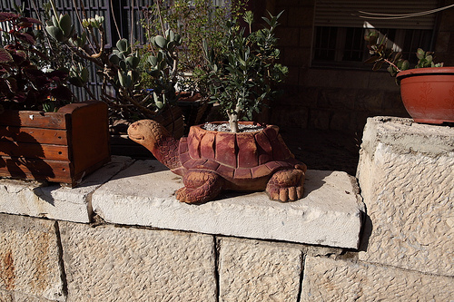 Turtle with bonsai tree on his back