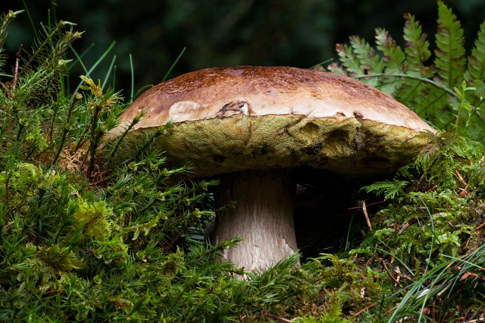 common-mushroom-180712_960_720