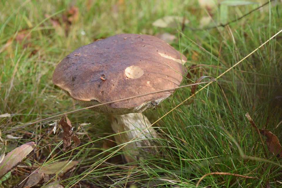 mushroom-967124_960_720